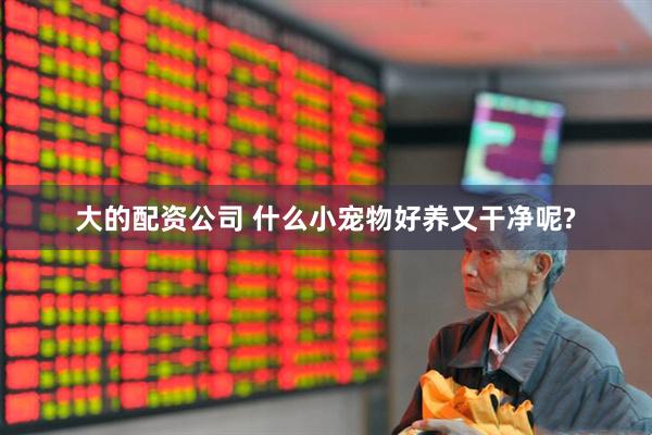 大的配资公司 什么小宠物好养又干净呢?